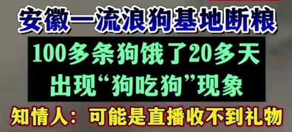 一流浪狗救助基地无人看管，现狗吃狗现象！