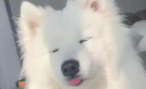 萨摩耶嫌自己脏，直奔宠物店洗剪吹，主人疯找2小时急哭了