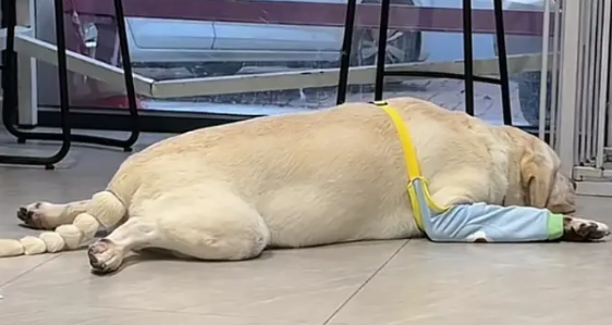 吃馒头的拉布拉多看到馒头老板没来,直接化身“望馍犬” 吃馒头的拉布拉多看到馒头老板没来,直接化身“望馍犬”