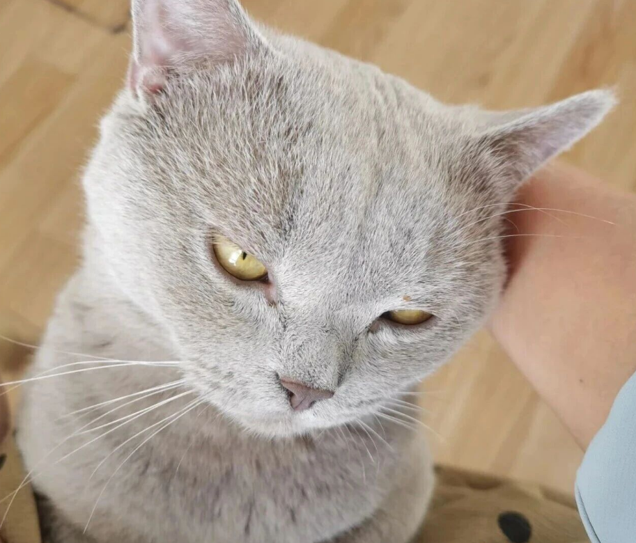 银发族的宠物市场,才是被忽略的黄金蓝海!.png 银发族的宠物市场,才是被忽略的黄金蓝海!.png