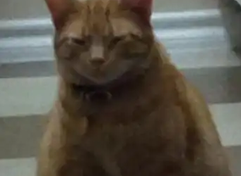 橘猫为吃自助,连夜推翻喂食器!把自己吃成“怀胎六月” 橘猫为吃自助,连夜推翻喂食器!把自己吃成“怀胎六月”