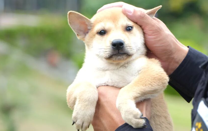 从“小土狗”到“警界奇兵”！广西山地犬百色深山炼成记