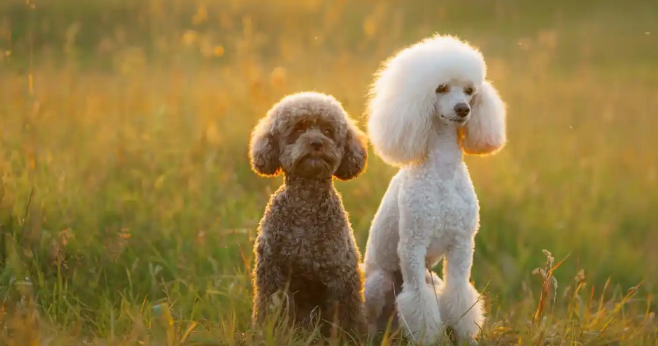 狗狗频繁抓挠身体是过敏吗