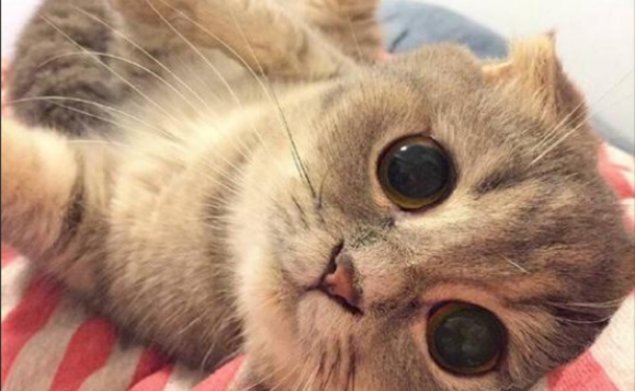 猫咪眼睛红肿流泪睁不开怎么办 猫咪眼睛红肿流泪睁不开怎么办