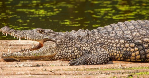 短吻鳄是否属于保护动物？以及如今现状分析