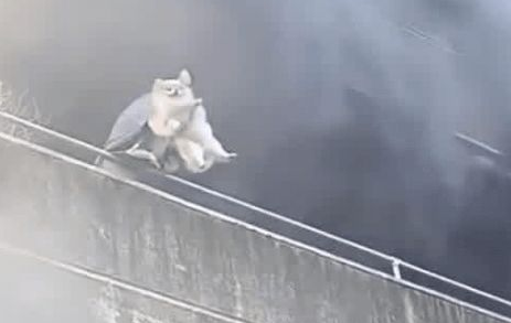 工厂陷火海生死一线,菲女先救两爱犬再逃生 工厂陷火海生死一线,菲女先救两爱犬再逃生