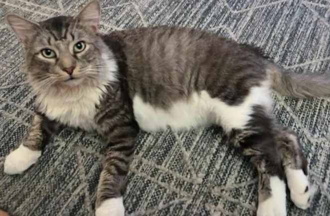 蜜月夫妻想领猫,两流浪猫跨越城市成兄弟,这缘分妙不可言 蜜月夫妻想领猫,两流浪猫跨越城市成兄弟,这缘分妙不可言