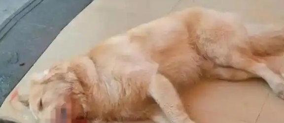 金毛遭殴致死事件后续：狗主达成和解，围观者变“小丑”