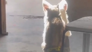 猫咪坐在狗子身上晒太阳。猫：金窝银窝不如自己的狗窝