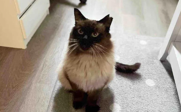 流浪猫苦等家门外，却用最甜的方式报恩