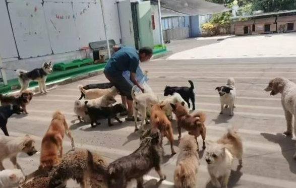 泾县一流浪狗救助基地无人看管，爱心人士称已致数十只狗死亡