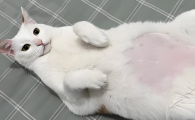 猫咪涨肚最快解决办法