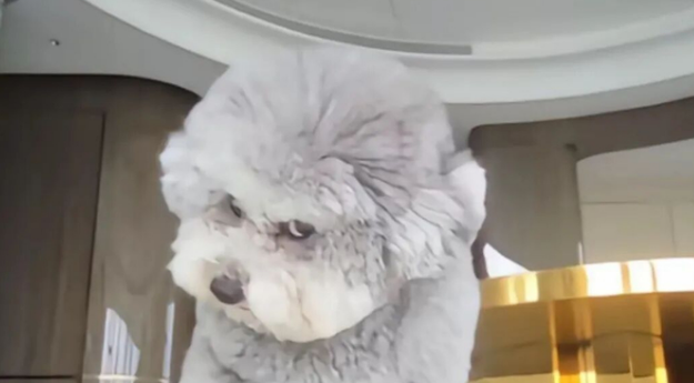 狗子跟监控干架,监控不仅屡撞不坏,还成为狗子“克星” 狗子跟监控干架,监控不仅屡撞不坏,还成为狗子“克星”