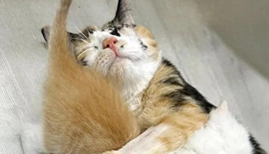 眼球爆裂的猫妈，用生命守护七个娃