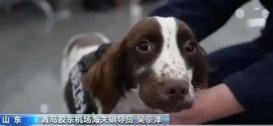 从萌新奶狗到搜捕小能手，国门“汪汪队”上岗记