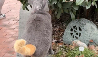 男子偶遇串串猫，身上灰色，只有尾巴是橘色。网友：拼好猫