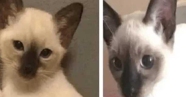 女子在路边捡了只流浪猫,带回家猫脸在慢慢变黑,检查后很惊喜 女子在路边捡了只流浪猫,带回家猫脸在慢慢变黑,检查后很惊喜