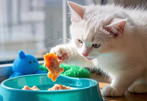 职场人养猫血泪史：猫咪不长肉吃什么猫粮比较好？我锁定了阮绵绵