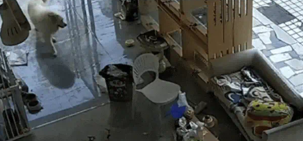 狗子跑丢了,找了老半天结果发现这货居然去SPA了 狗子跑丢了,找了老半天结果发现这货居然去SPA了