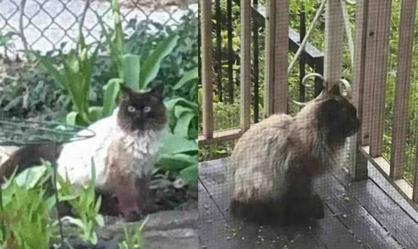 流浪猫苦等家门外，却用最甜的方式报恩