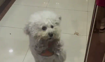 狗子不愿意回家,女子把门一关,狗子慌了,狗:人,还养吗? 狗子不愿意回家,女子把门一关,狗子慌了,狗:人,还养吗?