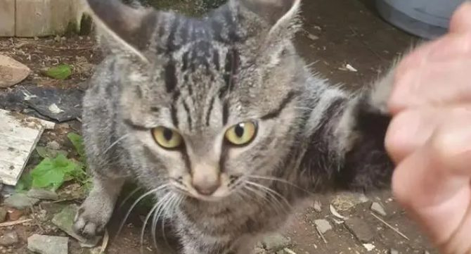 博主捡到流浪猫,假装寻主三天,最后“勉为其难”收养 博主捡到流浪猫,假装寻主三天,最后“勉为其难”收养