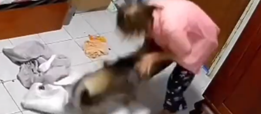 女子进屋与爱犬打招呼，没成想下一秒遭疯狂撕咬