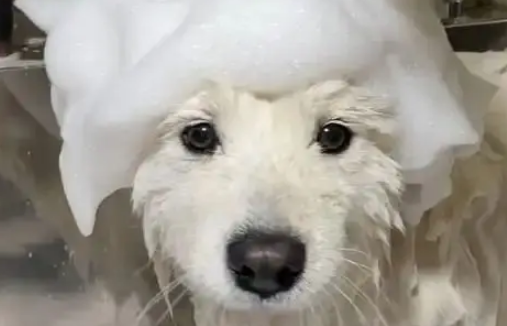 萨摩耶嫌自己脏，直奔宠物店洗剪吹，主人疯找2小时急哭了