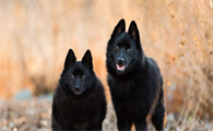 舒柏奇犬怎么训练？注意：口令不要随意更改