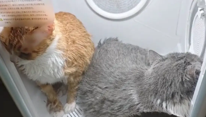两只猫在烘干机里闹别扭。网友：像没有感情的中年夫妻
