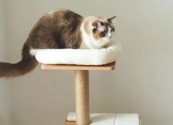 年营收3.7亿,这家企业把猫爬架卖到全球 年营收3.7亿,这家企业把猫爬架卖到全球