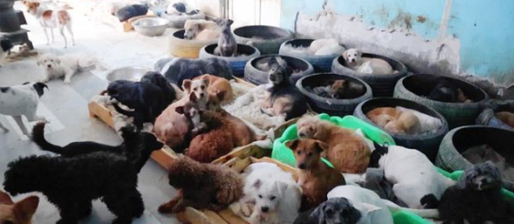 探访济南最大流浪动物基地——3000多只“毛孩子”如何安度寒冬