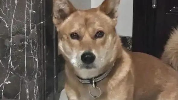 逛超市偶遇一只拉不拉基,超可爱,还穿着堆堆袜 逛超市偶遇一只拉不拉基,超可爱,还穿着堆堆袜