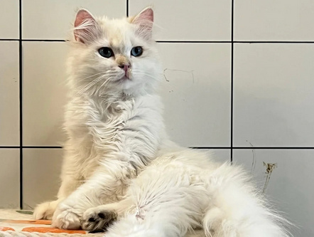 猫感冒吃什么药安全又好得快