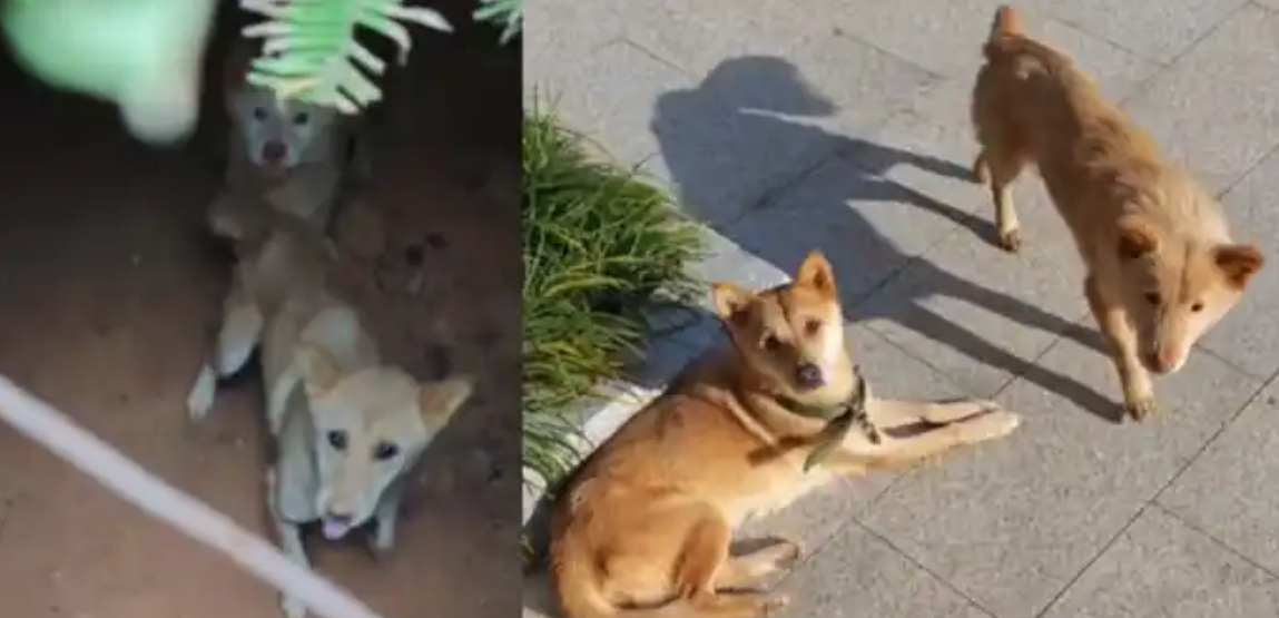 两只狗丢失一个多月后在坑洞找到主人泪奔相见 两只狗丢失一个多月后在坑洞找到主人泪奔相见