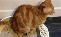猫咪便秘超过3天，怎么帮助排便？