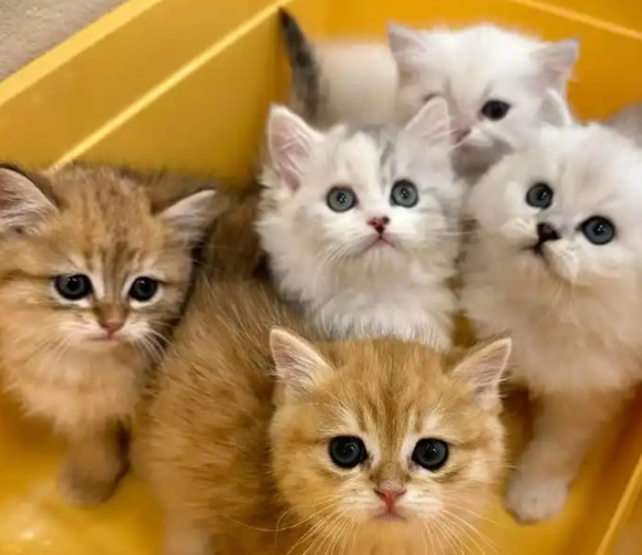 新手养猫驱虫药推荐:户野医生对比福来恩,邻居安利的宝藏好物! 新手养猫驱虫药推荐:户野医生对比福来恩,邻居安利的宝藏好物!