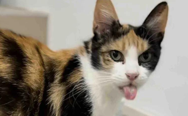 流浪猫被救助后产子,猫爸在旁守护感动众人,结局太暖人心 流浪猫被救助后产子,猫爸在旁守护感动众人,结局太暖人心