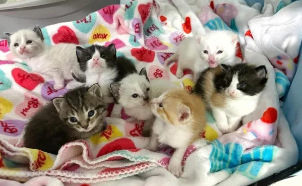 眼球爆裂的猫妈，用生命守护七个娃