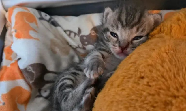 被遗弃纸箱,三只小奶猫绝境逢生,它们的逆袭之路暖哭众人 被遗弃纸箱,三只小奶猫绝境逢生,它们的逆袭之路暖哭众人