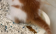 猫咪拉肚子不吃东西怎么办