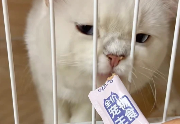 猫零食哪个牌子好?口碑之选哒喜,让我放心分享给身边的铲屎官 猫零食哪个牌子好?口碑之选哒喜,让我放心分享给身边的铲屎官