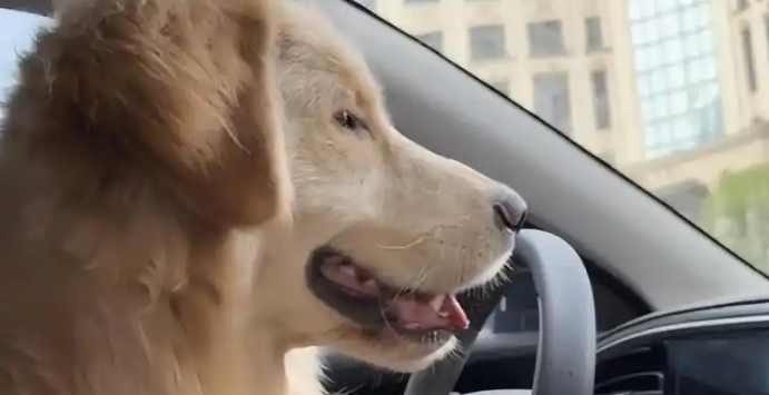 金毛遭殴致死事件后续：狗主达成和解，围观者变“小丑”