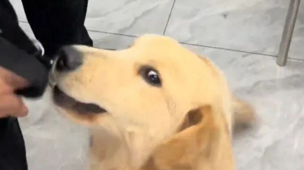 金毛走路总瘸腿，主人请来神医治疗，正骨后健步如飞