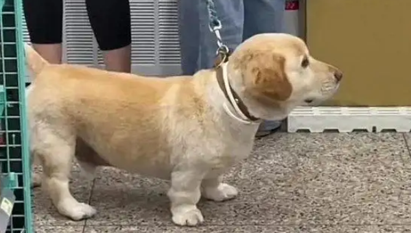 逛超市偶遇一只拉不拉基,超可爱,还穿着堆堆袜 逛超市偶遇一只拉不拉基,超可爱,还穿着堆堆袜