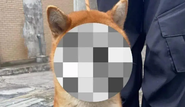 网友路边看见一则失狗招领，读了上面的字后……