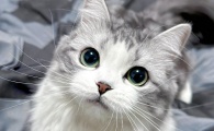猫鼻支是怎么引起的