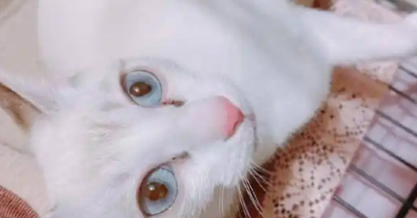 小姐姐捡到一只流浪猫,以为是白猫,没想到养了几个月开始变颜色 小姐姐捡到一只流浪猫,以为是白猫,没想到养了几个月开始变颜色