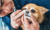 狗狗口臭严重，如何清洁牙齿？