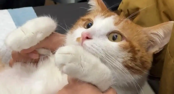 猫咪过敏性皮炎怎样查找过敏原